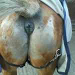 Horse's Ass