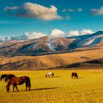 horses pasture