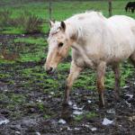 horse dirty mud