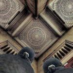 Pigeons (Looking Down) meme