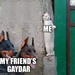Dobermans cat hiding | ME; MY FRIEND’S GAYDAR | image tagged in dobermans cat hiding | made w/ Imgflip meme maker