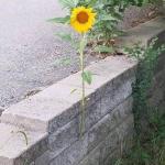 Advice sunflower
