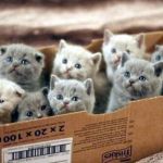 box of cats | image tagged in box of cats | made w/ Imgflip meme maker