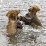 Bears cubs pkaying