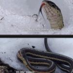 male snake