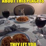 Bon appetit! | WHAT I LIKE BEST ABOUT THIS PLACE IS; THEY LET YOU STAND ON THE TABLES | image tagged in cat dinner,memes,bon appetit | made w/ Imgflip meme maker