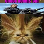 don king | CHUCK NORRIS' CAT | image tagged in don king | made w/ Imgflip meme maker