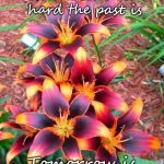 Flowers | No matter how hard the past is; Tomorrow is a new beginning. | image tagged in flowers | made w/ Imgflip meme maker