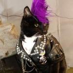 Kitty with a mohawk meme