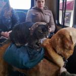 A rat on cat on dog on bus