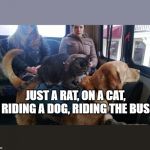 A rat on cat on dog on bus | JUST A RAT, ON A CAT, RIDING A DOG, RIDING THE BUS | image tagged in a rat on cat on dog on bus | made w/ Imgflip meme maker
