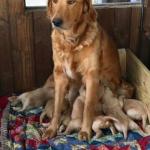 Motherhood dog