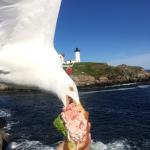 seagull eats lobster roll