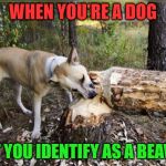 Be who you are! Even if it means taking a few splinters! | WHEN YOU'RE A DOG; BUT YOU IDENTIFY AS A BEAVER. | image tagged in beaver dog,nixieknox,memes | made w/ Imgflip meme maker