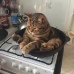 FRYING PAN CAT