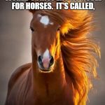 Horse | I'M WRITING THE WORLD'S FIRST EROTIC NOVEL FOR HORSES.  IT'S CALLED, "50 SHADES OF HAY" | image tagged in horse | made w/ Imgflip meme maker