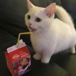 White kitten straw