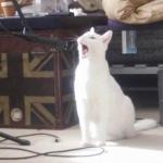cat singing into a microphone