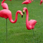 lawn flamingo