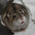 Hamster