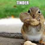 funny squirrel | TINDER | image tagged in funny squirrel | made w/ Imgflip meme maker