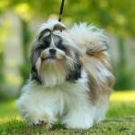 Shih Tzu Dog