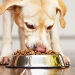 Dog eating dog food kibble