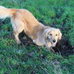 dog digging holes