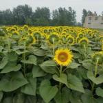 Individuality sunflower
