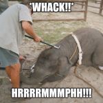 *whack!* | *WHACK!!*; HRRRRMMMPHH!!! | image tagged in elephant being beaten,memes,dank memes | made w/ Imgflip meme maker