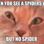 Triggered Cat | WHEN YOU SEE A SPIDERS WEB; BUT NO SPIDER | image tagged in triggered cat | made w/ Imgflip meme maker