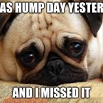 sad pug | IT WAS HUMP DAY YESTERDAY; AND I MISSED IT | image tagged in sad pug | made w/ Imgflip meme maker
