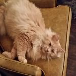 Gingersnap