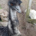 EMU