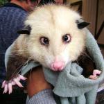 Cross-eyed possum