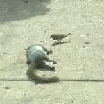 Dead Squirrel & Bird