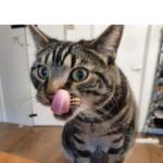 Cat licking itself