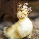 duckling king