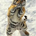 Boxing tiger