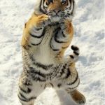 Boxing tiger | COM ON PUD EM UP | image tagged in boxing tiger | made w/ Imgflip meme maker