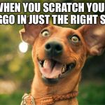 Happy dog | WHEN YOU SCRATCH YOUR DOGGO IN JUST THE RIGHT SPOT | image tagged in happy dog | made w/ Imgflip meme maker