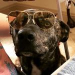 Sunglasses Dog