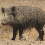 wild boar uruguay