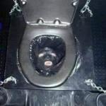 cursed toiler