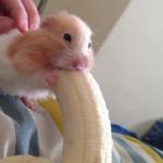 Banana hamster