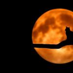 moon cat opportunities