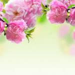Spring Blossoms