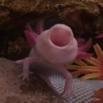 Axolotl