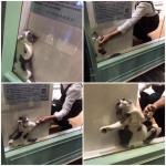 Cat stuck behind glass