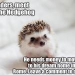 Donate to Carl! | Readers, meet Carl the Hedgehog; He needs money to move to his dream home in Rome. Leave a comment to donate. | image tagged in hedgehog,rome,memes,wholesome | made w/ Imgflip meme maker
